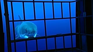 «Ναυσικά», το μεγαλύτερο ενυδρείο της Ευρώπης
