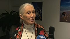 Jane Goodall: An die Konsequenzen unserer Entscheidungen zu denken wird die Welt verbessern