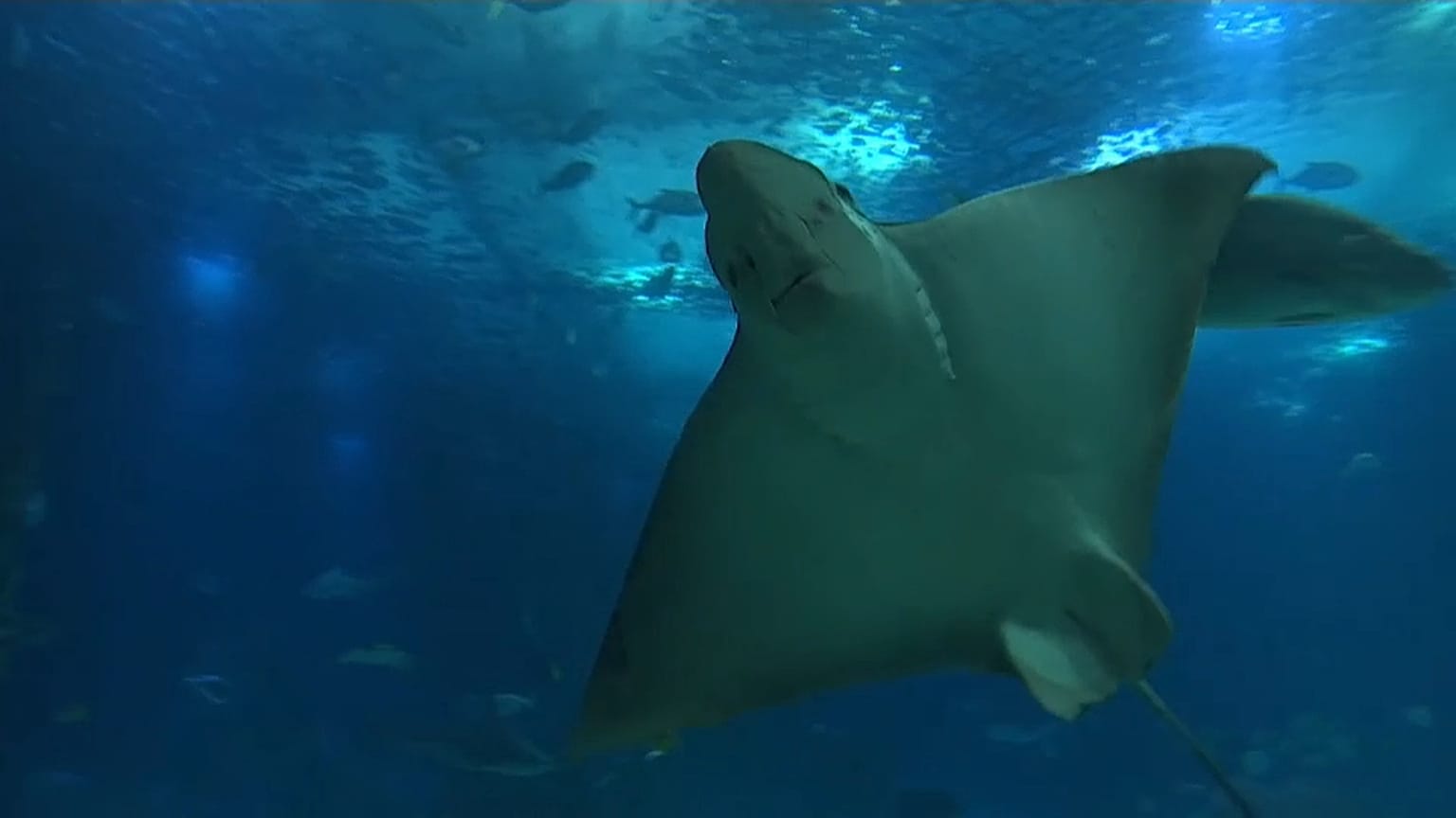 Oceanário de Lisboa celebra 20º aniversário