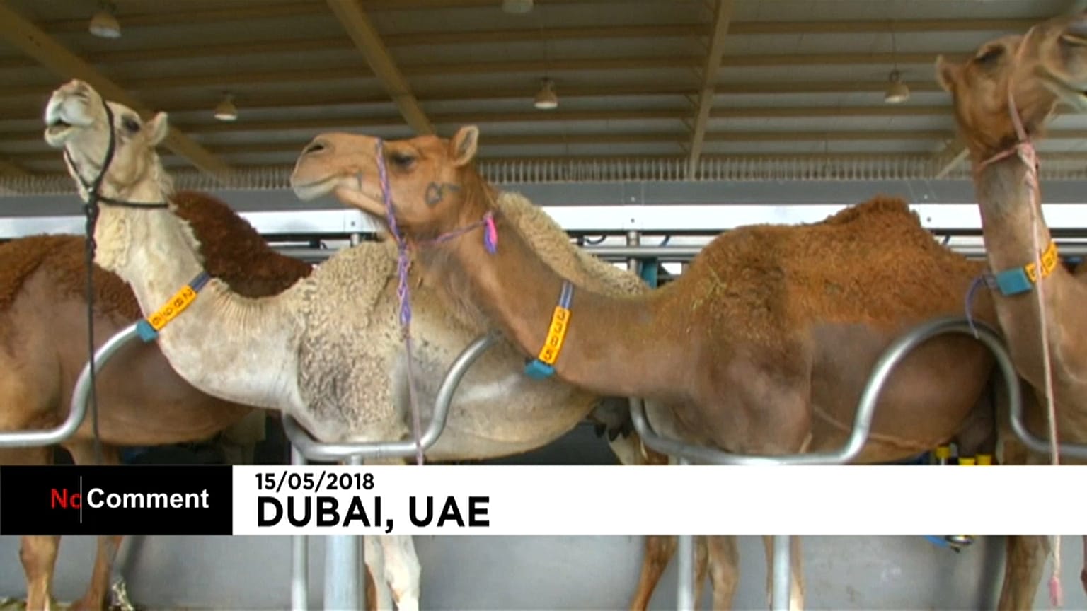Emirats arabes unis : bientôt du lait de chamelle dans les biberons ?