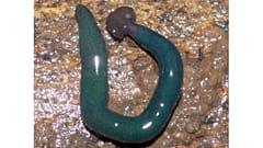 Ce spécimen a été découvert à Mayotte