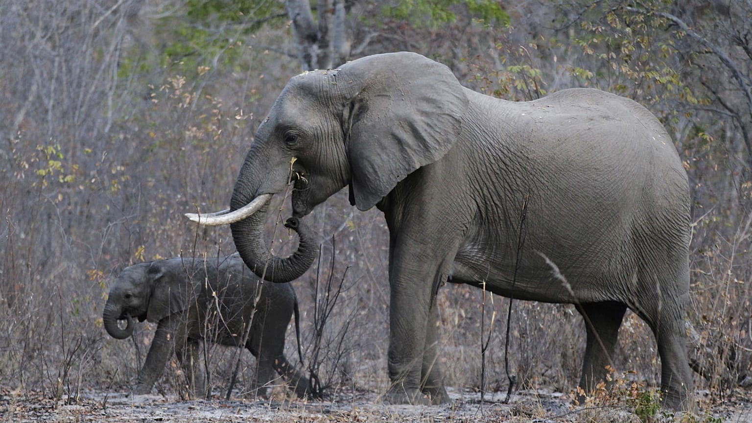 Revealed: the scale of Europe's online trade in animals threatened with extinction