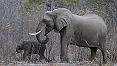 Revealed: the scale of Europe's online trade in animals threatened with extinction