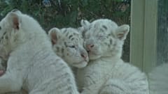 5 Tiger-Babys entzücken Besucher in China