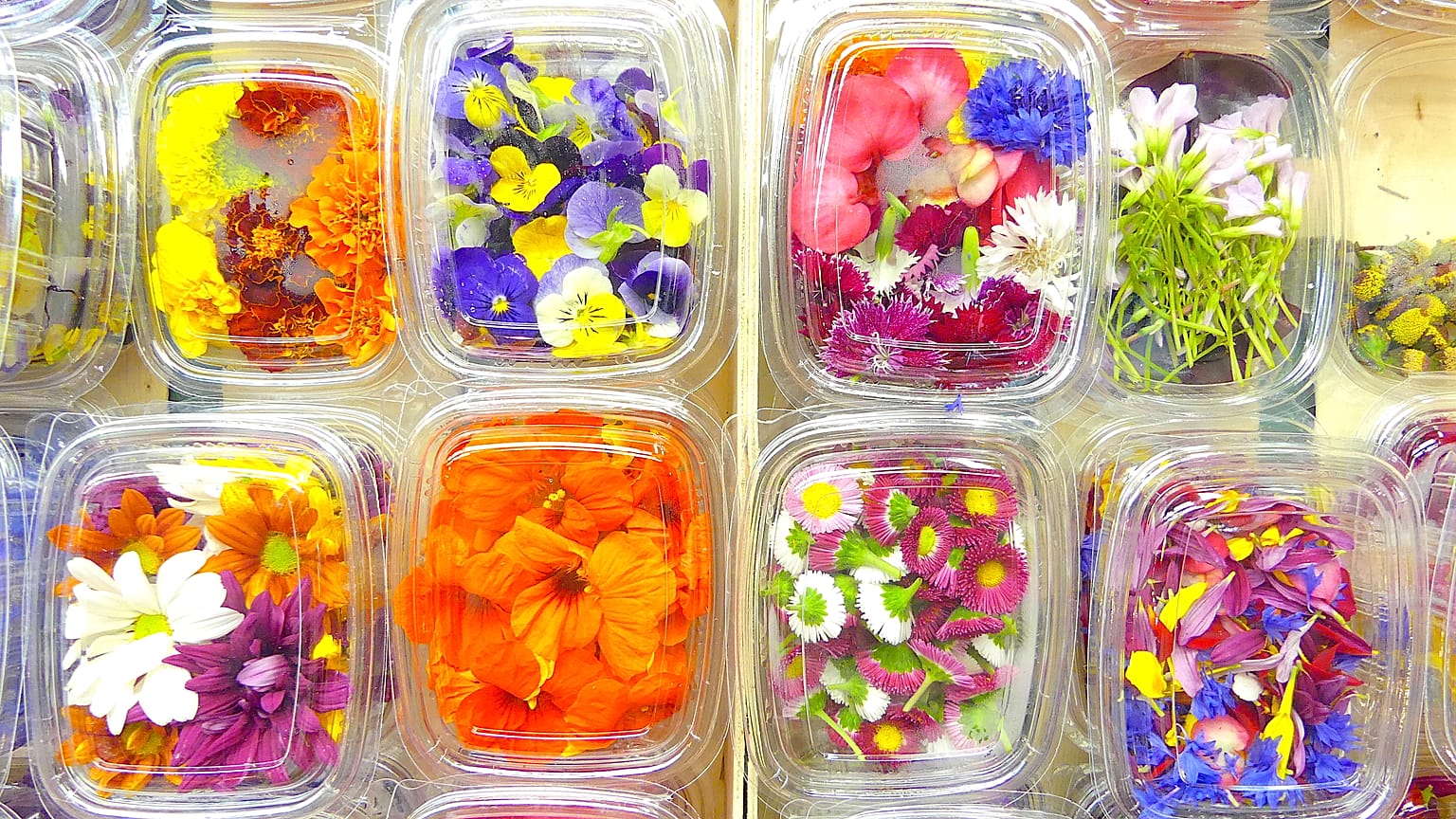 Las flores eléctricas se cuelan en la cocina
