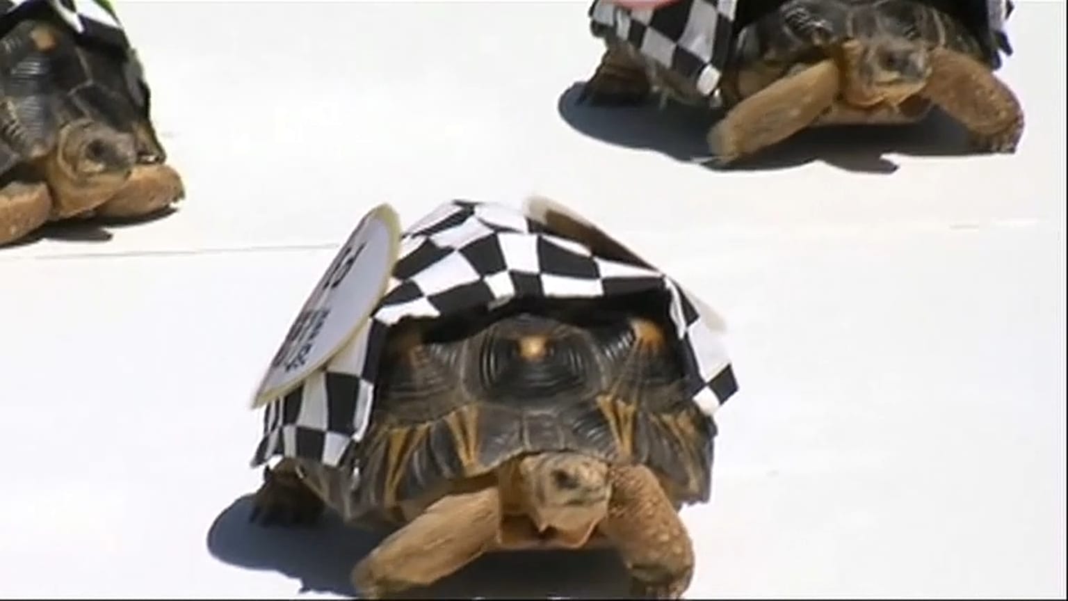 Carrera de tortugas en Indianápolis