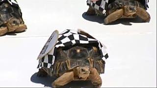 Carrera de tortugas en Indianápolis