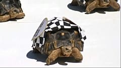 Tortoises race in the Zoopolis 500 'sprint'