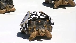 Tortoises race in the Zoopolis 500 'sprint'