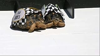 Le tartarughe scaldano i motori