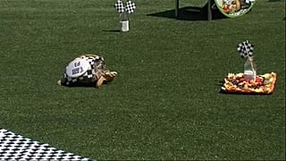 Indianapolis 500: Ed gewinnt das Rennen der Schildkröten