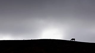Neuseeland: Massenschlachtung um Kuhkrankheit auszurotten