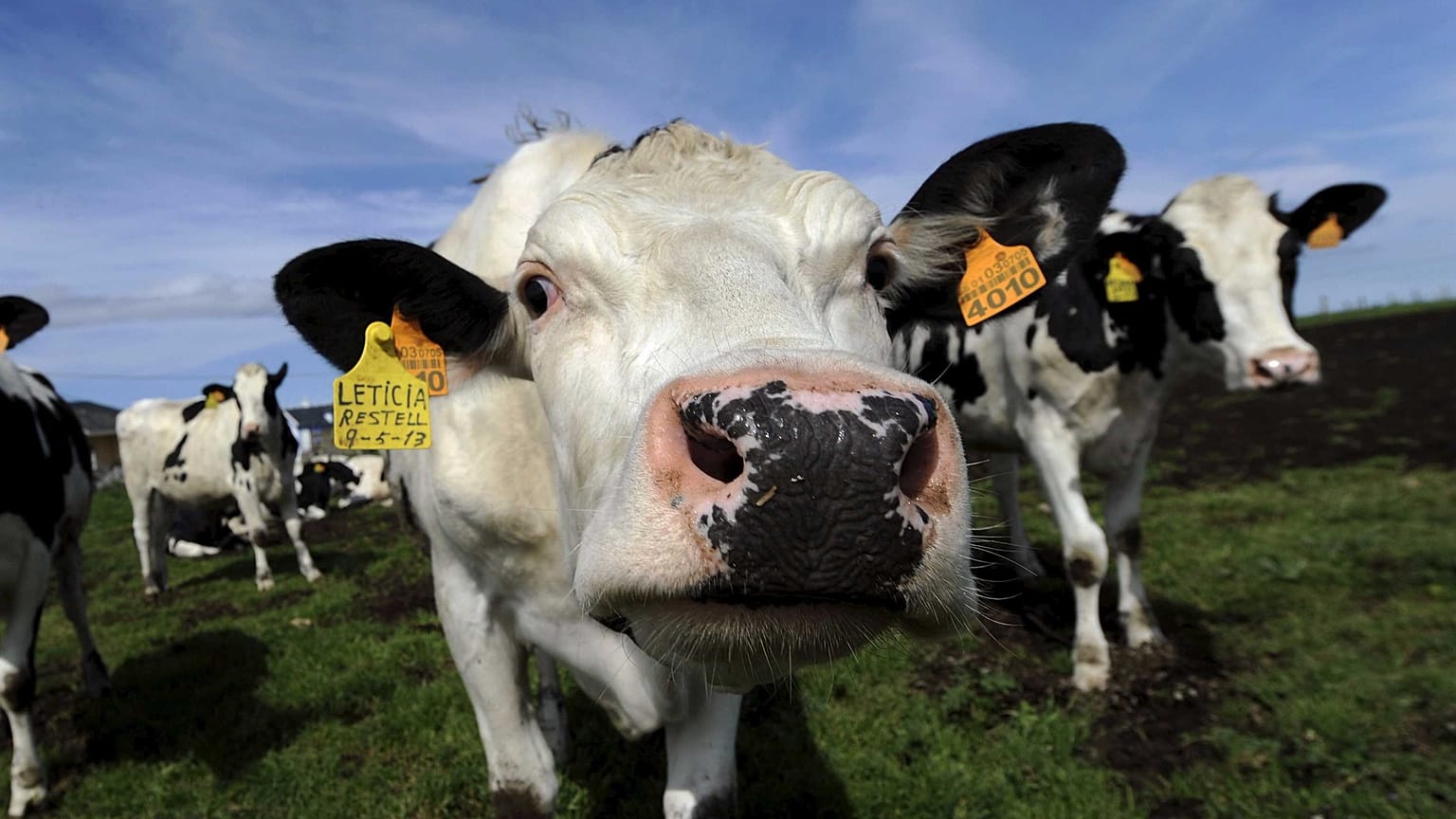 Abate de milhares de vacas na Nova Zelândia 