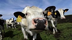 Abate de milhares de vacas na Nova Zelândia 