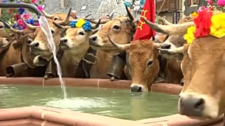L'heure de la transhumance