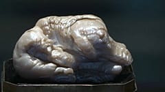 "The Sleeping Lion" pearl