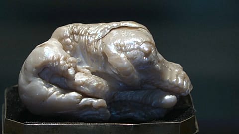 "The Sleeping Lion" pearl