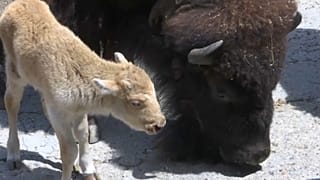 Nachwuchs im Belgrader Zoo