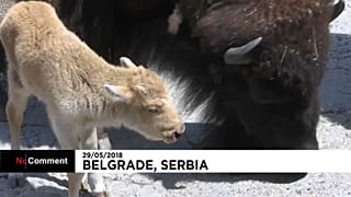 Carnet rose au zoo de Belgrade
