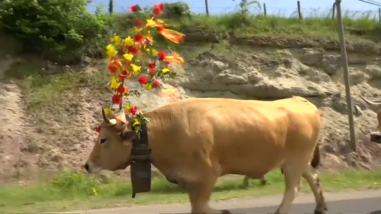 Cows 'herd' for the mountains