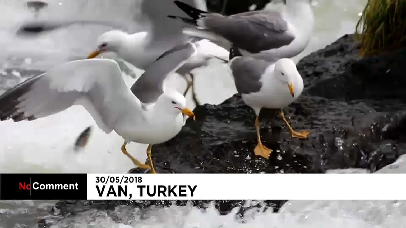 Tömegével vándoroltak el a halak egy török tóból