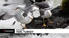 Tömegével vándoroltak el a halak egy török tóból