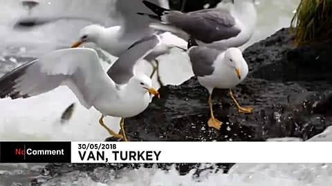 Tömegével vándoroltak el a halak egy török tóból