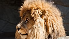 Fehlalarm im Eifel-Zoo: Raubtiere hatten Gehege doch nicht verlassen