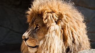 Fehlalarm im Eifel-Zoo: Raubtiere hatten Gehege doch nicht verlassen