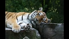 В поисках тигров убили медведя