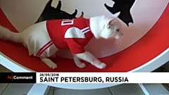 Achilles macska, a focivébé jósa