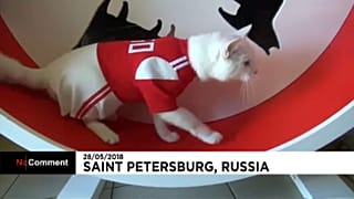 Achilles macska, a focivébé jósa