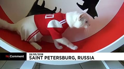Achilles macska, a focivébé jósa