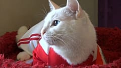 Achille le chat pronostiqueur