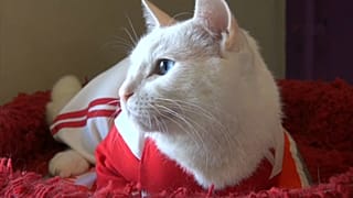 Achille le chat pronostiqueur