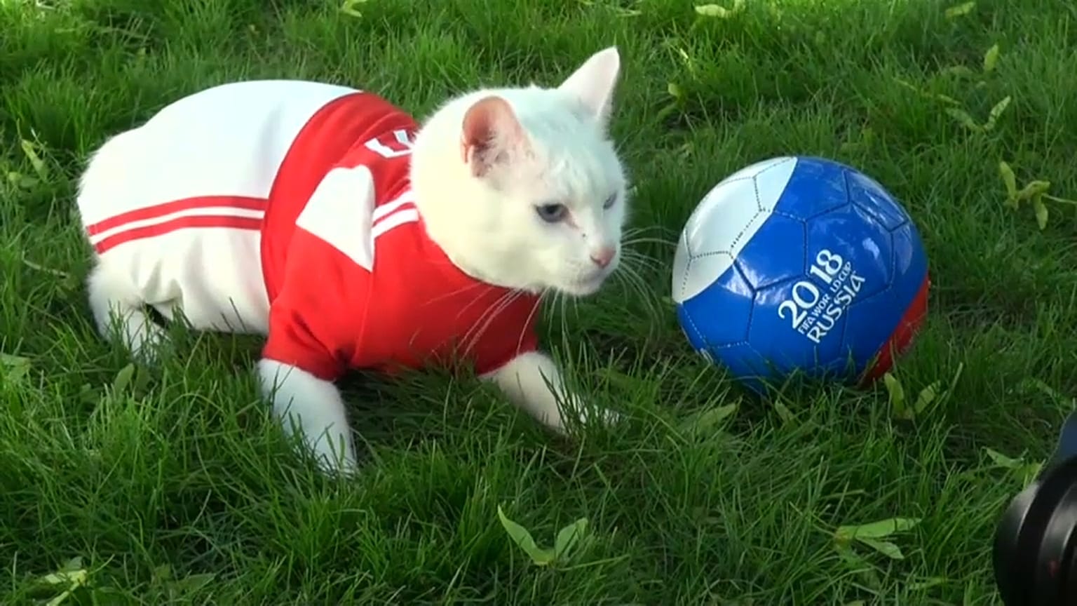 Miau! Achilles, das WM-Orakel