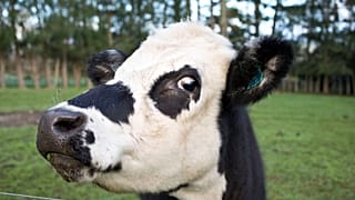 Bruselas apuesta por una Política Agrícola Común "a medida"