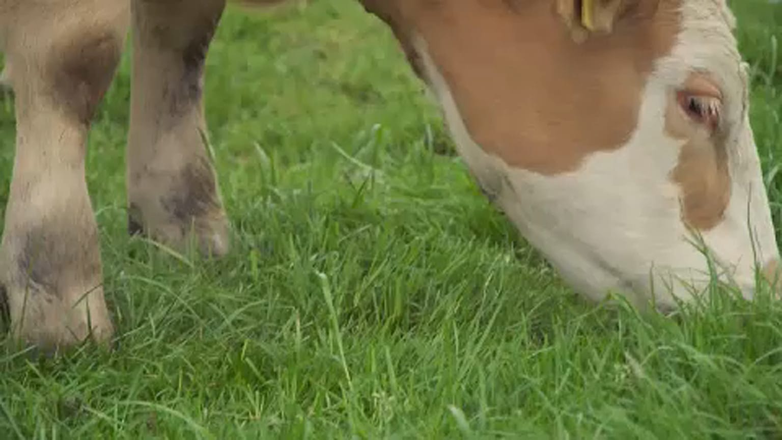 EU farms face subsidy cuts in new budget plans