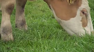 EU farms face subsidy cuts in new budget plans