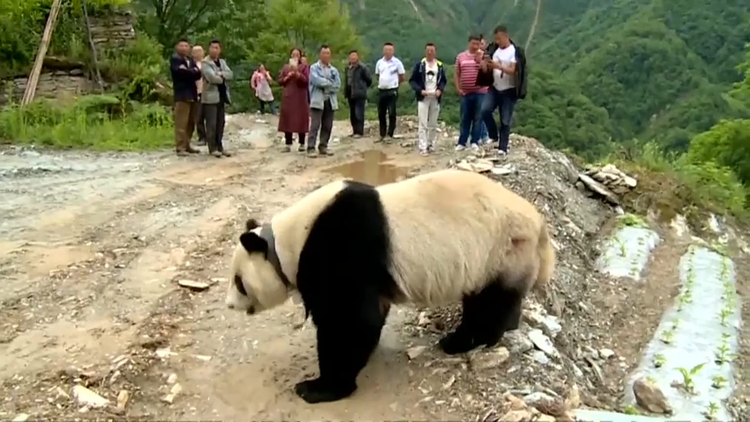 Çin'de köylülerin davetsiz misafiri: Sevimli panda 