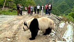Çin'de köylülerin davetsiz misafiri: Sevimli panda 