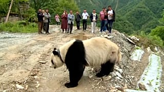 Çin'de köylülerin davetsiz misafiri: Sevimli panda 