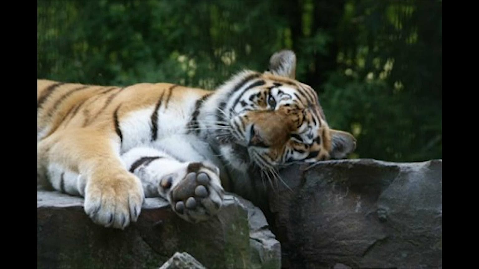 Capturados os animais que fugiram do zoo na Alemanha