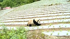 Quando um panda gigante visita a aldeia