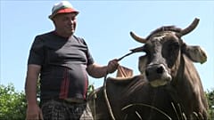 Спасти корову Пенку