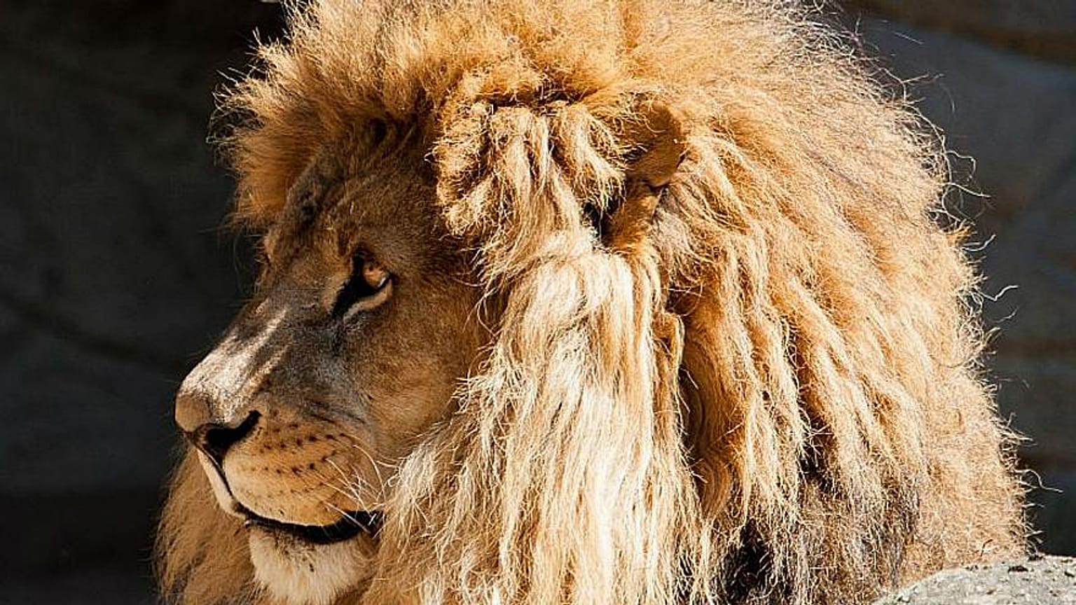 False alarm after five big dangerous cats 'escape' from German zoo 