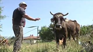 Βουλγαρία-Σερβία: Αγελάδα πέρασε «παράνομα» τα σύνορα