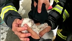 Dumandan zehirleyenen bir yavru kediye itfaiyecilerin müdahalesi
