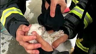 Dumandan zehirleyenen bir yavru kediye itfaiyecilerin müdahalesi