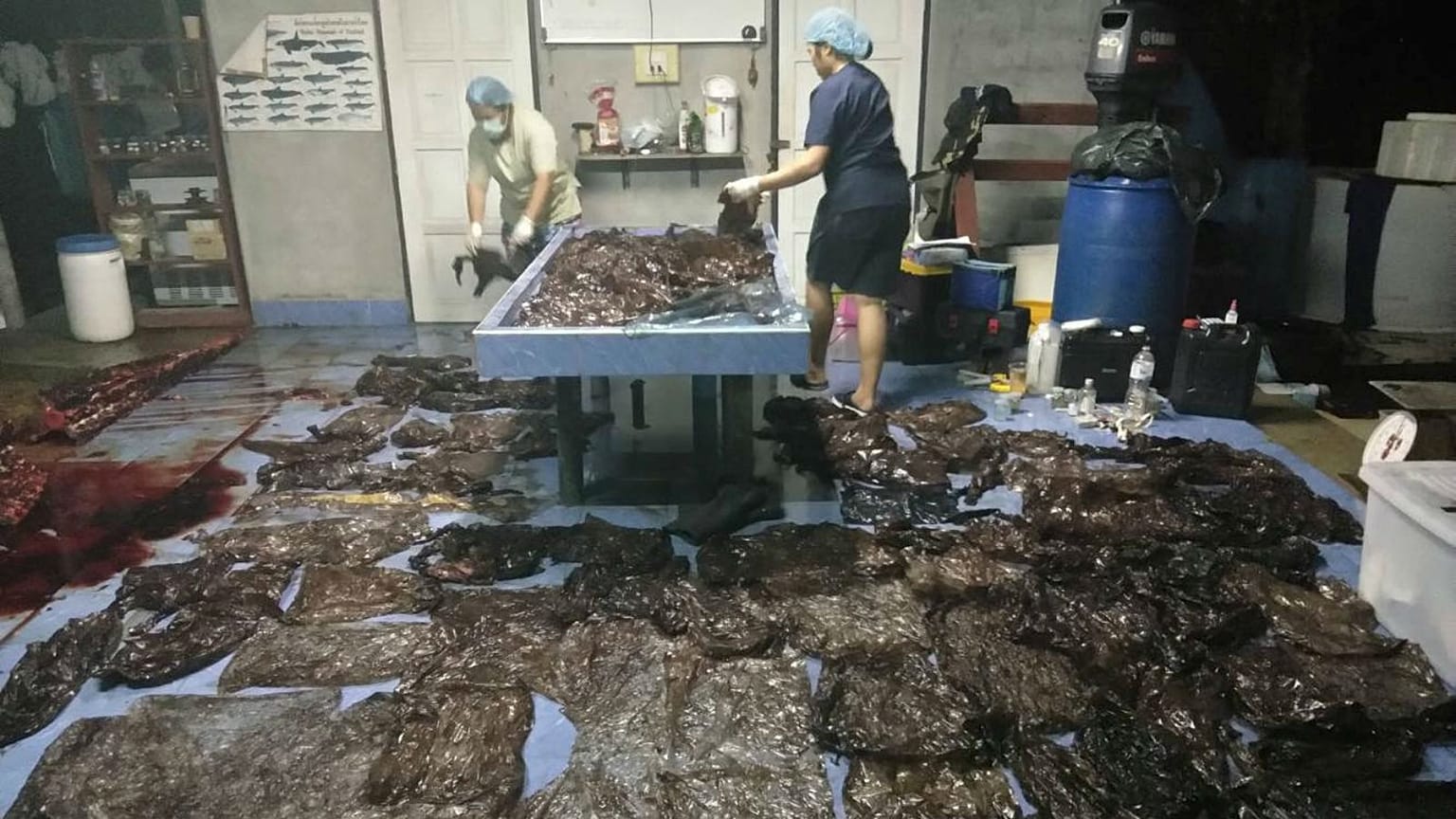 Whale dies in Thailand after swallowing more than 80 plastic bags